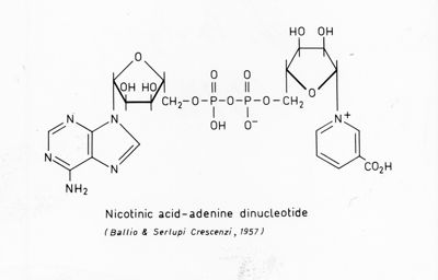 Formula di struttura del Nicotinic Acid-Adenine Dinucleotide