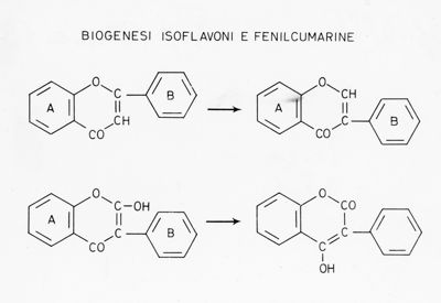 Biogenesi Isoflavoni e Fenilcumarine