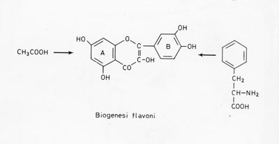 Biogenesi Flavoni