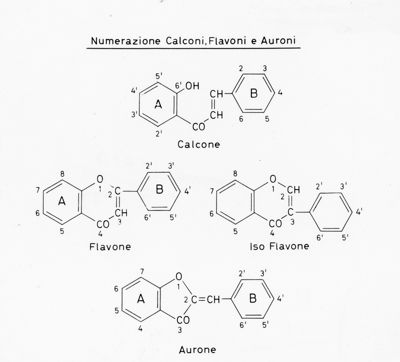 Numerazione Calconi, Flavoni e Auroni