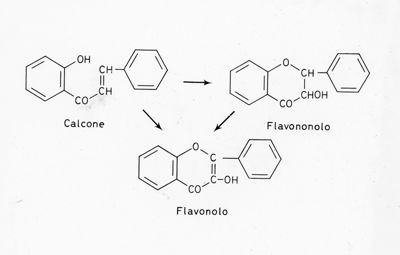 Formule di struttura del Calcone, del Flavononolo e del Flavonolo