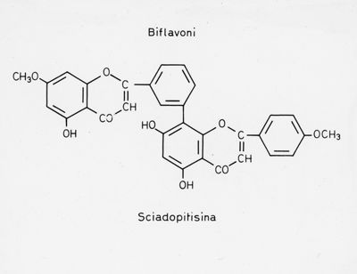 Biflavoni: Formula di struttura della Sciadopitisina