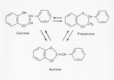 Formule di struttura del Calcone, del Flavanone e dell'Aurone