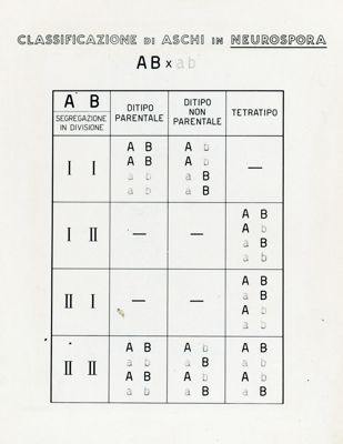 Tav. 114 - Classificazione di Aschi in Neurospora