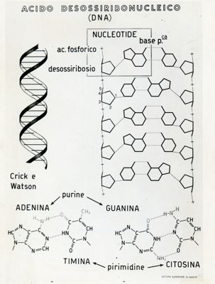Tav. 117 - Acido desossiribonucleico (DNA)