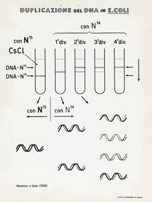 Tav. 121 - Duplicazione del DNA in E. Coli