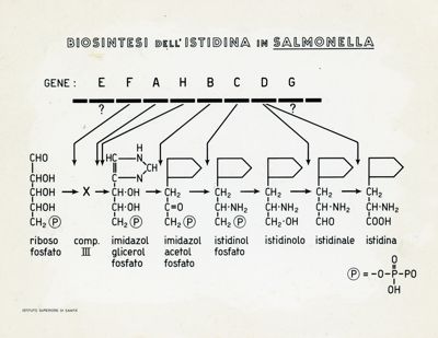 Tav. 119 - Biosintesi dell'Istidina in Salmonella