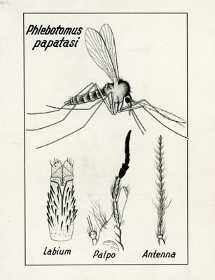 Tav. 57 - Phlebotomus Papatasi adulto