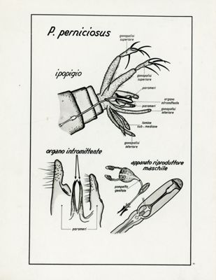 Tav. 61 - Phlebotomus Parniciosus - apparato riproduttore maschile