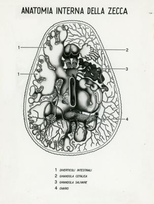 Tav. 65 - Anatomia interna della zecca
