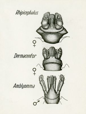Tav. 17 - Capitulum del Rhipicephalus, del Dermacentor dell'Amblyomma