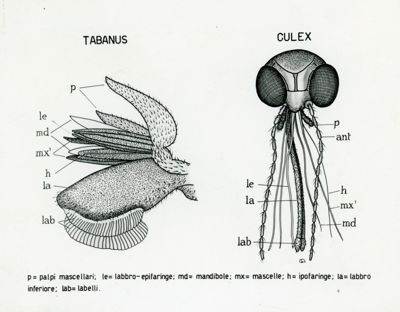 Tav. 70 - Teste di Tabanus e di Culex