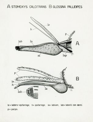 Tav. 72 - A: Stomoxys Calcitrans - B: Glossina Pallidipes