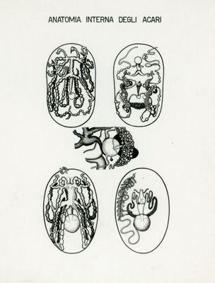 Tav. 75 - Anatomia interna degli Acari