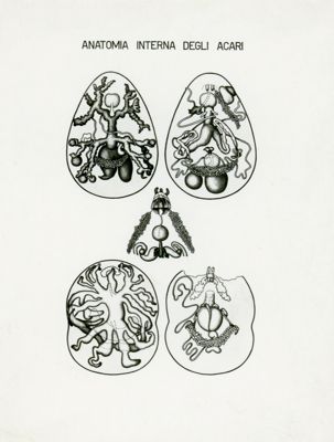 Tav. 76 - Anatomia interna degli Acari