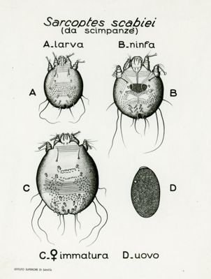 Tav. 19 - Sarcoptes Scabiei (da scimpanzé) uovo - larva - ninfa