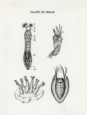 Tav. 23 - Larva e ninfa di Simulidi