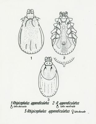 Tav. 64 - Rhipicephalus Appendiculatus