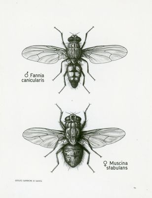 Tav. 74a - Fannia Canicularis - Muscina Stabulens