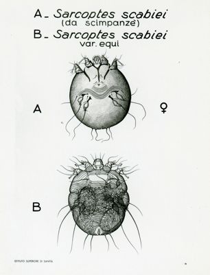 Tav. 78 - Sarcoptes Scabiei adulto
