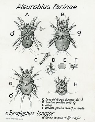 Tav. 79 - Aleurobius Farinae, Tyroglyphus Longior