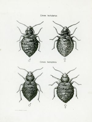 Tav. 34 - Cimex Lectularius - Cimex Hemiptera