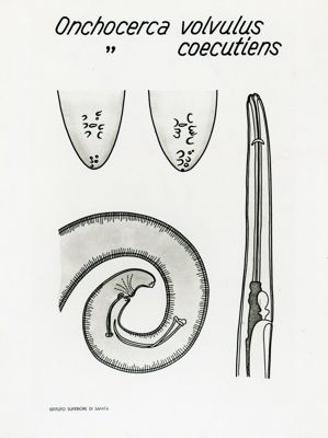 Tav. 38 - Onchocerca Volvulus - Onchocerca Coecutiens