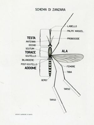 Tav. 39 - Schema di zanzara