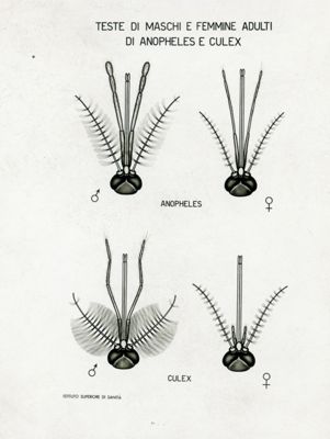 Tav. 41 - Testa di maschi e femmine adulti di Anopheles e Culex