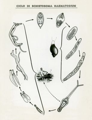 Tav. 99 - Ciclo di Schistosoma Haematobium