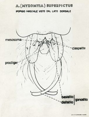 Tav. 133 - Anopheles (Mysomya) Superpictus. Ipopigia maschile visto dal lato dorsale
