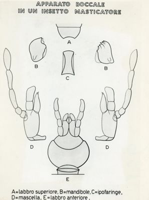 Tav. 136 - Apparato boccale di un insetto masticatore