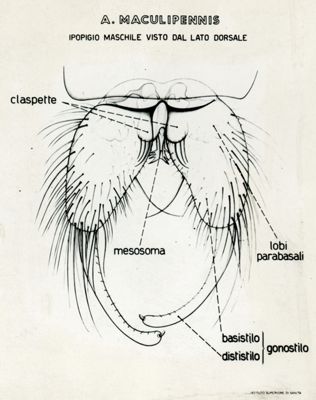 Tav. 132 - Anopheles Maculipennis: Ipopigio maschile visto dal lato dorsale