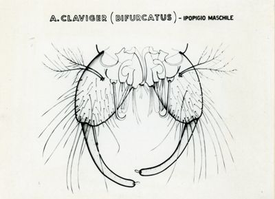 Tav. 134 - Anopheles Claviger (bifurcatus): Ipopigio maschile