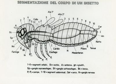 Tav. 149 - Segmentazione del corpo di un insetto