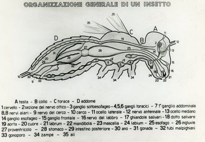 Tav. 150 - Organizzazione generale di un insetto