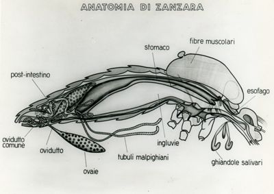 Tav. 147 - Anatomia di zanzara