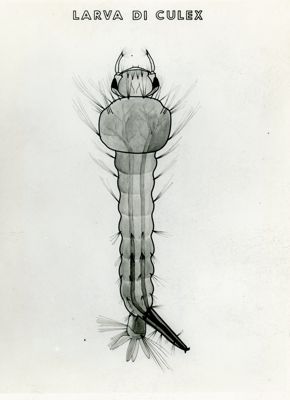 Tav. 145 - Larva di Culex