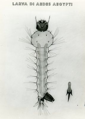 Tav. 143 - Larva di Aedes Aegypti