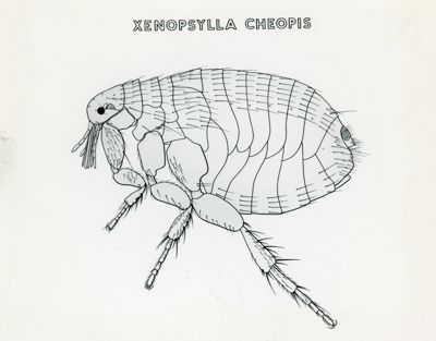 Tav. 155 - Xenospylla cheopis