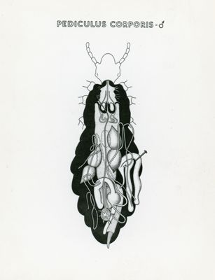 Tav. 165 - Pediculus Corporis - maschio