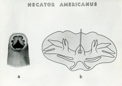 Tav. 167 - Necator americanus