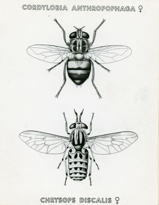 Tav. 180 - Cordylobia Anthropophaga - Chrysops Discalis