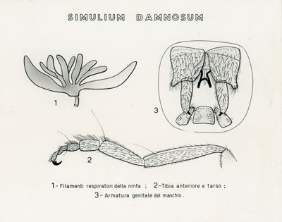 Tav. 187 - Simulium Damnosum