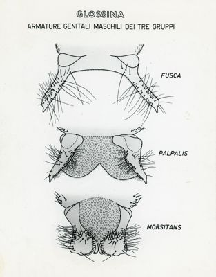 Tav. 190 - Glossina - Armature genitali maschili dei tre gruppi
