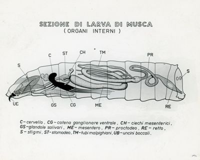 Tav. 179 - Sezione di lava di Musca (organi interni)
