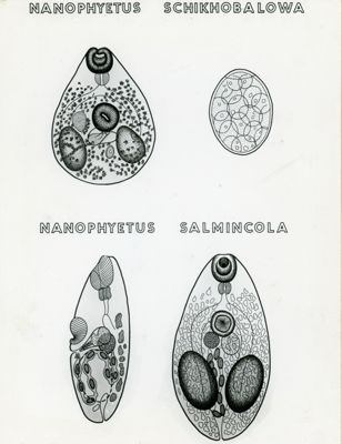 Tav. 184 - Nanophyetus Schikhobalowa - Nanophyetus Salmincola
