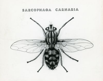 Tav. 182 - Sarcophaga Carnaria