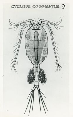 Tav. 174 - Cyclope Coronatus