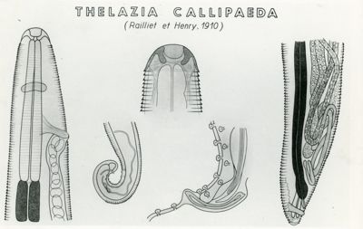 Tav. 177 - Thelazia Callipaeda (Railliet et Henry, 1910)